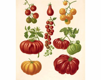 Tomato Varieties Antique Illustration - Giclee Fine Art Print - Framed / Unframed / Canvas