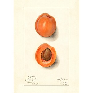 Peach Varieties Peaches Vintage Lithograph 1900s Giclee Fine Art Print - Framed / Unframed / Canvas