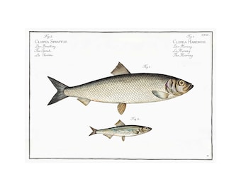 Herring and Sardine Antique Illustration (1785–1797) - Giclee Fine Art Print - Framed / Unframed / Canvas