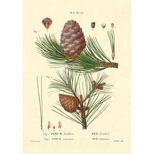 Swiss Pine Pinus Cembra Vintage Lithograph 1900s Giclee Fine Art Print - Framed / Unframed / Canvas