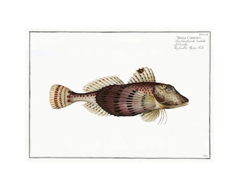 Smaller Flying Fish Antique Illustration (1785–1797) - Giclee Fine Art Print - Framed / Unframed / Canvas