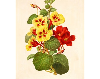 Garden Nasturtium Vintage Litho (1832-1922) - Giclee Fine Art Print - Ingelijst/Niet ingelijst/Canvas