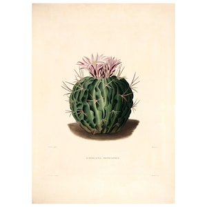 Cactus Vintage Lithograph (c. 1841) - Giclee Fine Art Print - Framed/Unframed/Canvas