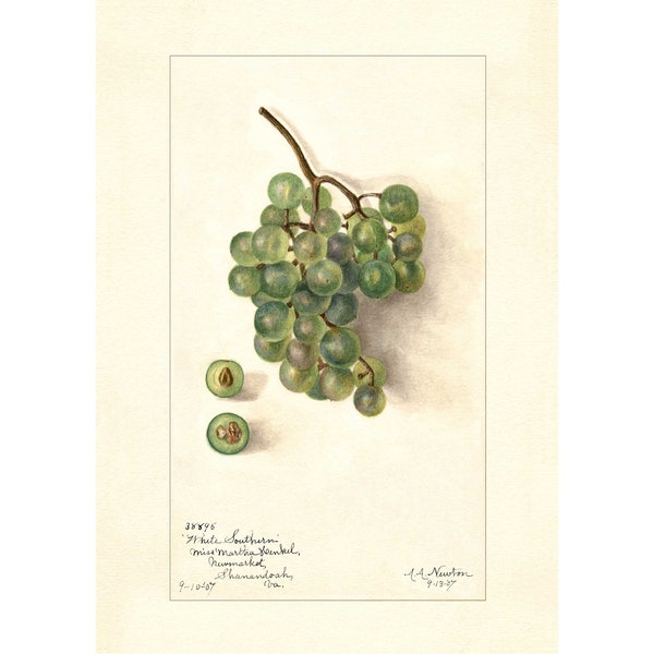 Muscadine Grapes Southern Grape White Grape Vintage Lithograph 1900s Giclee Fine Art Print - Framed / Unframed / Canvas