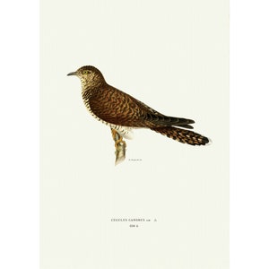 Common Cuckoo Giclee Fine Art Print Vintage Illustration Framed / Unframed / Canvas