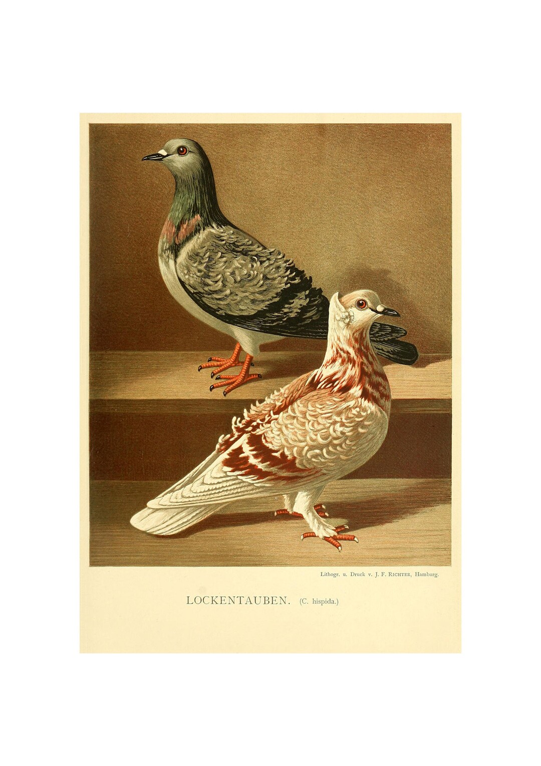 Curly Pigeon Fine Art Print - Antique Lithograph From 1884