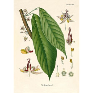 Cacao Tree, Cacao Vintage Illustration - Giclee Fine Art Print - Framed / Unframed / Canvas