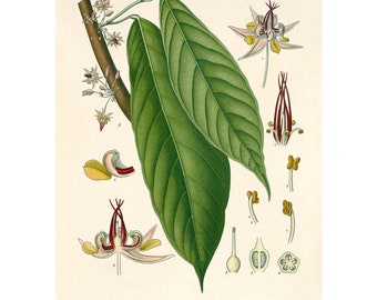 Árbol de cacao, ilustración vintage de cacao - Impresión artística giclée - Enmarcada/Sin marco/Lienzo