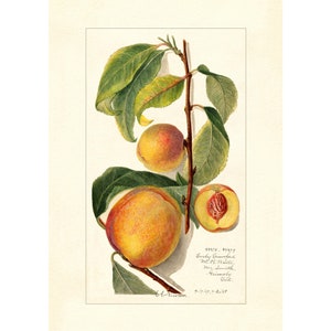 Peaches Prunus Persica Peach Varietes Vintage Lithograph 1900s Giclee Fine Art Print - Framed / Unframed / Canvas