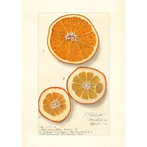 Oranges Citrus Species Vintage Lithograph 1900s Giclee Fine Art Print - Framed / Unframed / Canvas