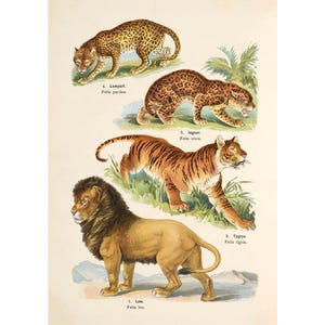 Plate 6: Lion, Jaguar, Tiger, Leopard Vintage Illustration - Giclee Fine Art Print - Framed / Unframed / Canvas