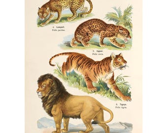 Plate 6: Lion, Jaguar, Tiger, Leopard Vintage Illustration - Giclee Fine Art Print - Framed / Unframed / Canvas