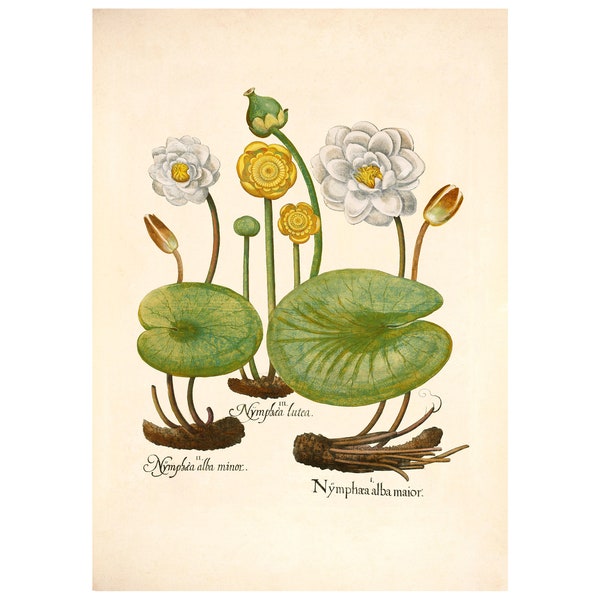Water Lily Vintage Lithograph (c. 1613) - Giclee Fine Art Print - Framed/Unframed/Canvas
