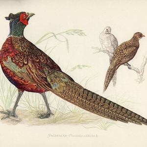 Common Pheasant Vintage Illustration Giclee Fine Art Print Framed / Unframed / Canvas