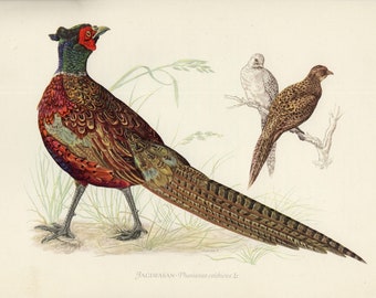 May include: A vintage illustration of a pheasant, showcasing detailed plumage in shades of red, brown, and green. The bird is depicted with a long tail and stands in a grassy area. Two other birds are perched on a branch.
