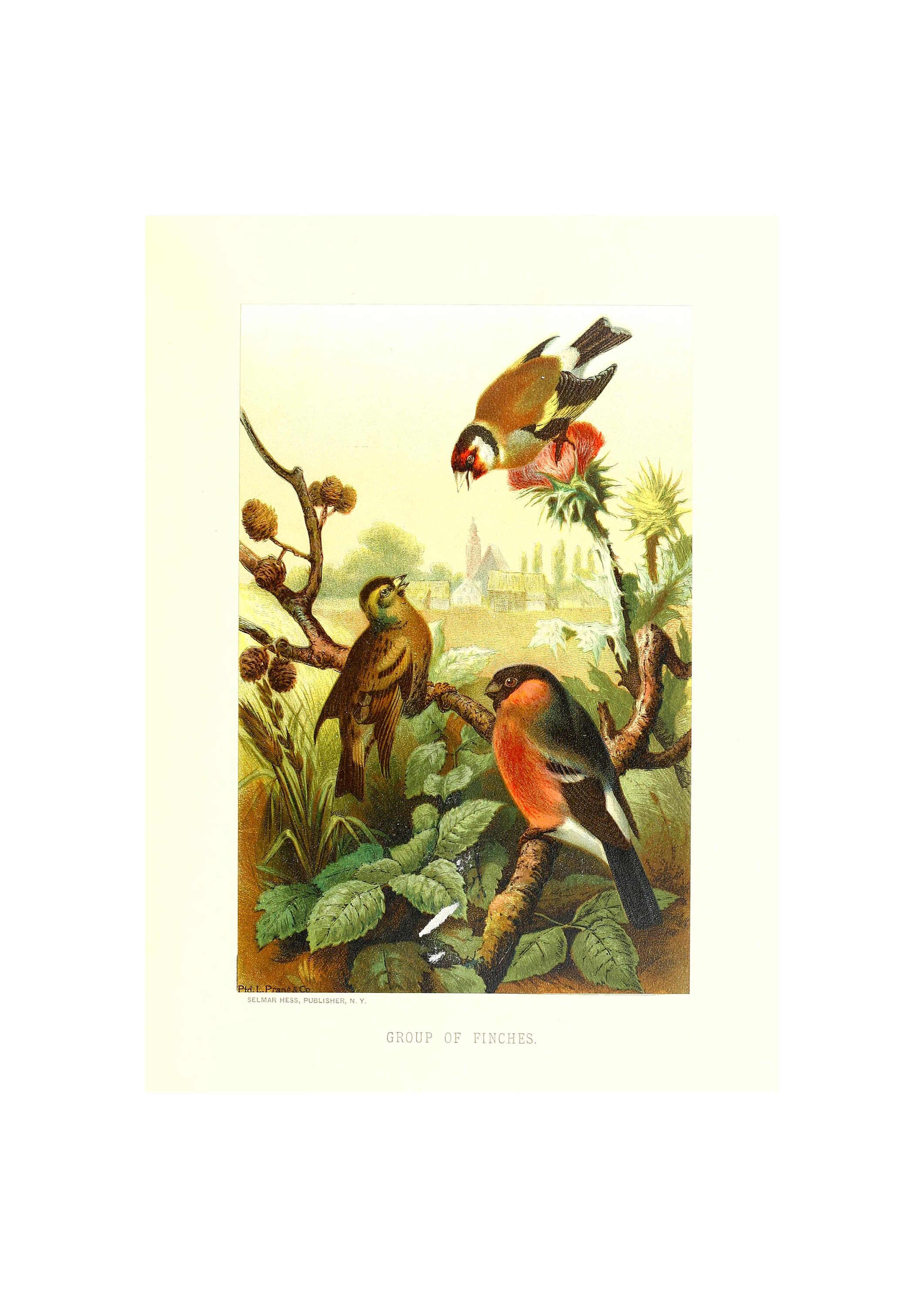 buy fine art lithographs