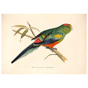 Many-Colored Parrot Vintage Illustration - Giclee Fine Art Print - Framed / Unframed / Canvas