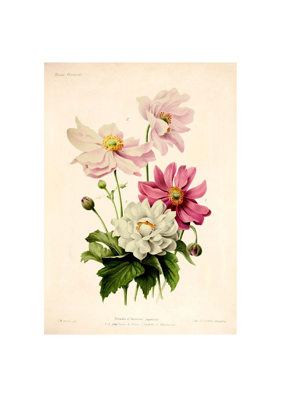 Japanese Anemone Vintage Lithograph 1832-1922 Giclee Fine - Etsy