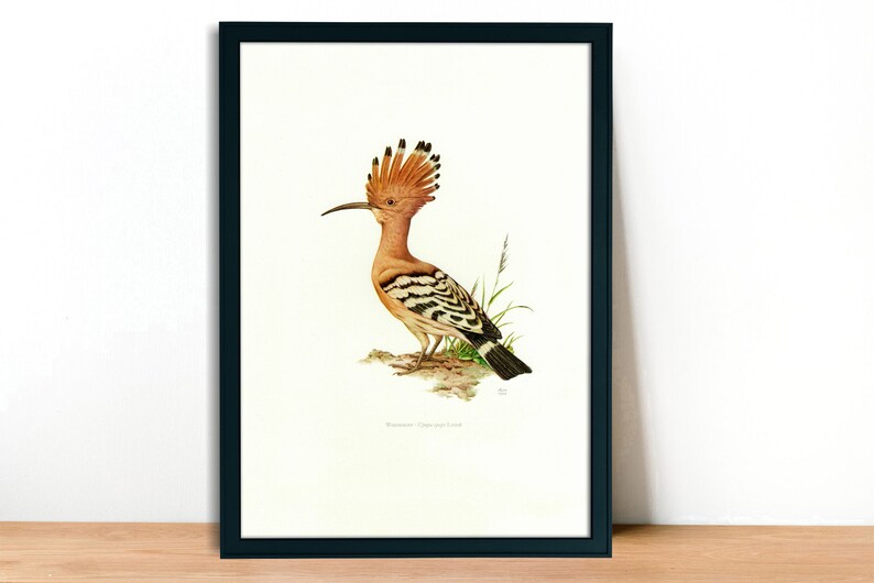 1958 Hoopoes Vintage Lithograph FramedUnframed - Giclee Fine Art Print