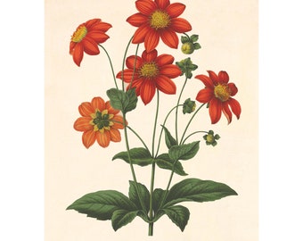 May include: A vintage botanical illustration of a Dahlia Variabilis flower with orange and red petals. The illustration is on a cream-colored background with the text "Dahlia Variabilis, deep orange" and "Drawn by J.D. Hooker" at the bottom.