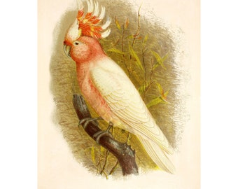 Major Mitchell's Cockatoo Vintage Lithograph - Giclee Fine Art Print - Framed/Unframed/Canvas