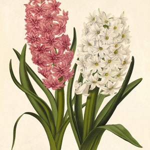 Hyazinthen Blumen Giclee Fine Art Print - Gerahmt / Ungerahmt
