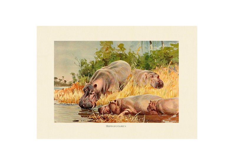 A4A3 FramedUnframed Antique Lithograph from 1916 Hippopotamus Fine Art Print