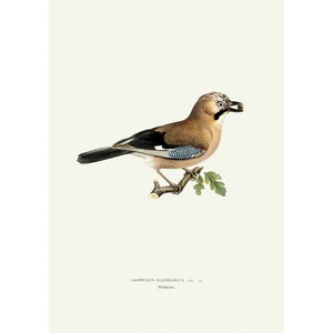 Eurasian Jay Vintage Illustration Giclee Fine Art Print Framed / Unframed / Canvas