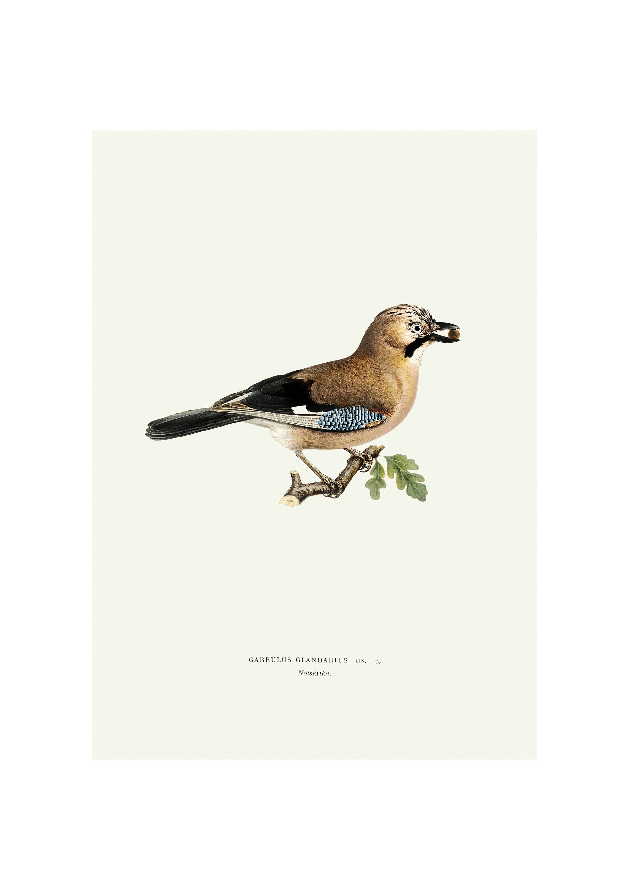Eurasian Jay Vintage Illustration Giclee Fine Art Print Framed / Unframed / Canvas
