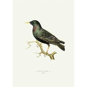 Common Starling Vintage Illustration Giclee Fine Art Print Framed / Unframed / Canvas