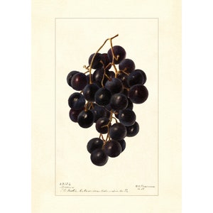 Weintraube Merceron Rebsorten Vintage Lithographie 1900s Giclee Fine Art Print - Gerahmt / Ungerahmt / Leinwand