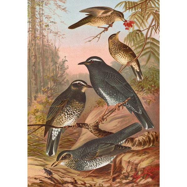 Siberian Thrush - Giclee Fine Art Print - Framed / Unframed / Canvas