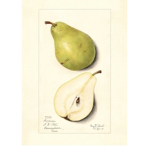 Pears Lawrence Pear Vintage Lithograph 1900s Giclee Fine Art Print - Framed / Unframed / Canvas