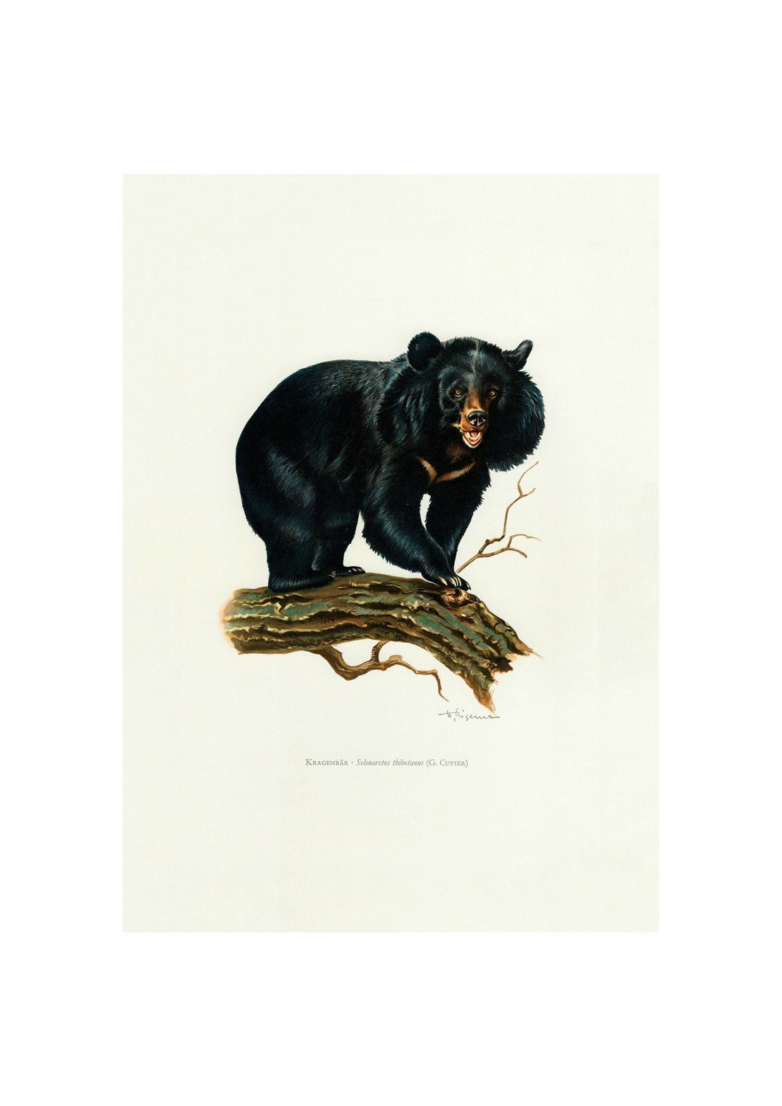 Asian Black Bear Vintage Lithograph Giclee Fine Art Print | Etsy