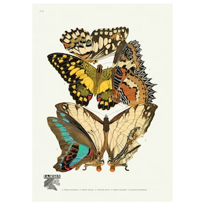 Butterflies Les Papillons Plate 9 Vintage Illustration Giclee Fine Art Print - Framed / Unframed / Canvas