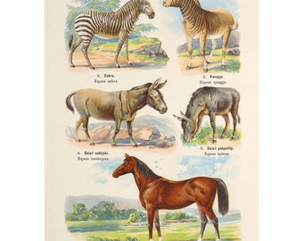 Plate 26: Horse, Plains Zebra, Mountain Zebra, Wild Donkey Vintage Illustration - Giclee Fine Art Print - Framed / Unframed / Canvas