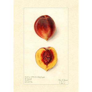 Peach Fruits Varieties Peaches Vintage Lithograph 1900s Giclee Fine Art Print - Framed / Unframed / Canvas