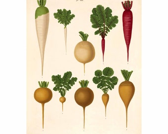 Radish and Turnip Varieties Antique Illustration - Giclee Fine Art Print - Framed / Unframed / Canvas