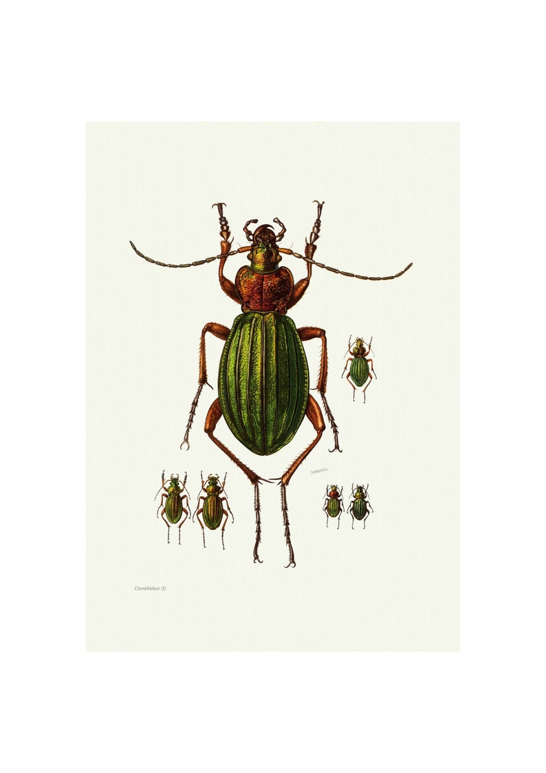 Fine Art Print A4A3 FramedUnframed Ground Beetle Vintage Lithograph