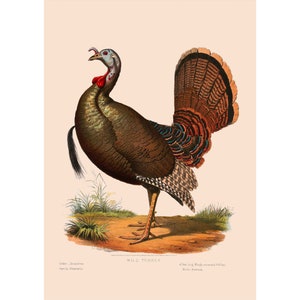 Vintage Retro Wild Turkey Bird Giclee Fine Art Print - Framed/Unframed