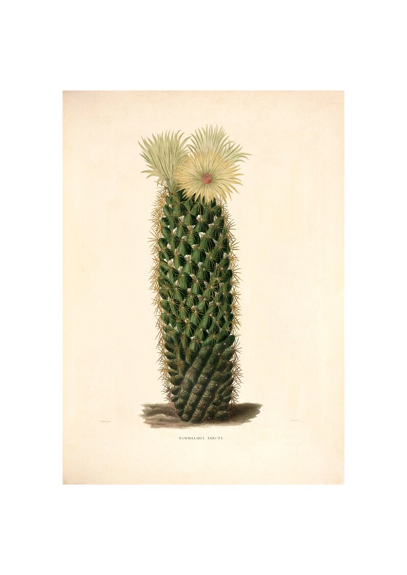 Coryphantha Erecta Cactus Vintage Lithograph c. 1841 Giclee Fine Art Print Framed/Unframed/Canvas image 1