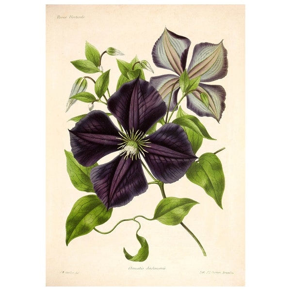 Clematis "Jackmanii' Vintage Lithograph (1832-1922) - Giclee Fine Art Print - Framed/Unframed/Canvas