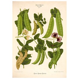 Peas Varieties Antique Illustration - Giclee Fine Art Print - Framed / Unframed / Canvas