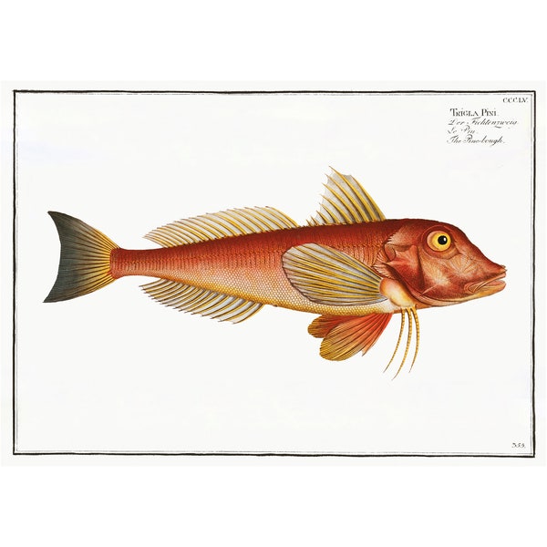 Red Gurnard Antique Illustration (1785–1797) - Giclee Fine Art Print - Framed / Unframed / Canvas