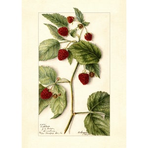 Raspberry Vintage Lithograph 1900s Giclee Fine Art Print - Framed / Unframed / Canvas