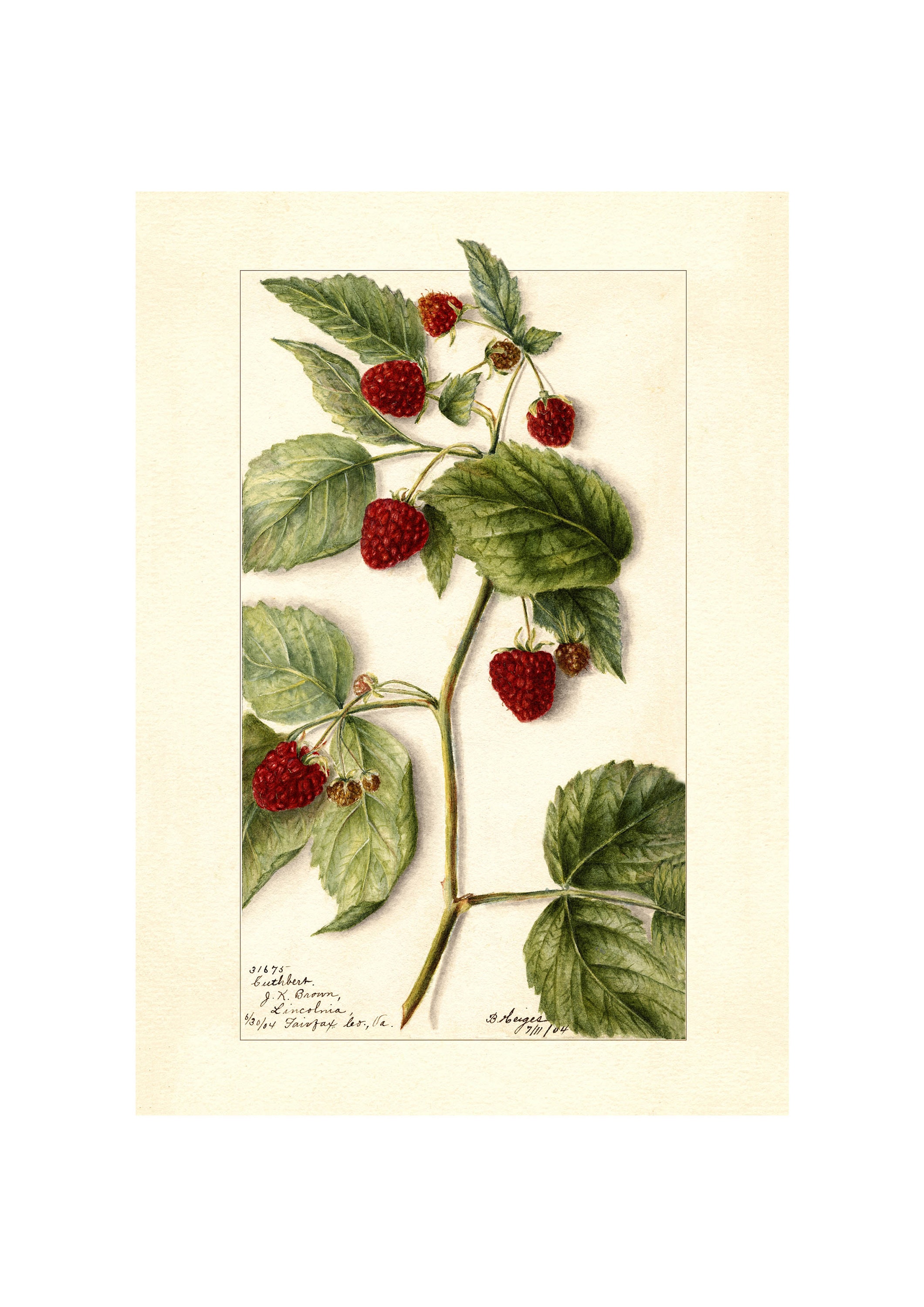 Raspberry Vintage Lithograph 1900s Giclee Fine Art Print - Framed ...