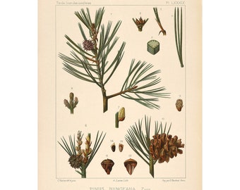 Bunge's Pine or White-Barked Pine Vintage Lithograph (c. 1912) - Giclee Fine Art Print - Framed/Unframed/Canvas