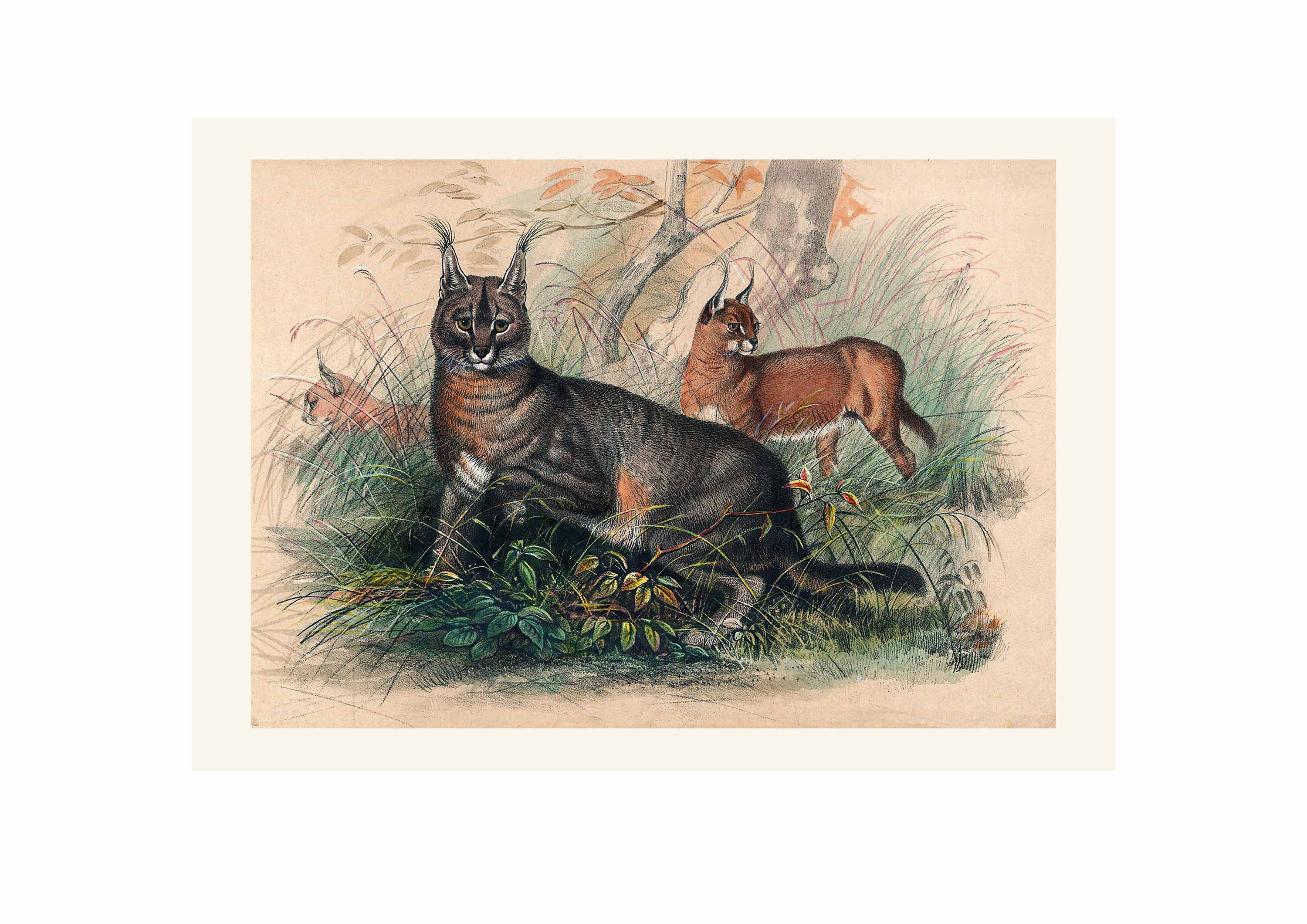 信州まなぶ ポスター Caracal Artwork 信州まなぶ ポスター Caracal Artwork 9-Week-Old Caracal Cub