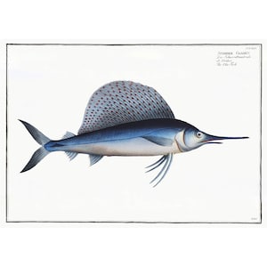 Sailfish Antique Illustration (1785–1797) - Giclee Fine Art Print - Framed / Unframed / Canvas