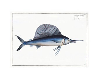 Sailfish Antique Illustration (1785–1797) - Giclee Fine Art Print - Framed / Unframed / Canvas